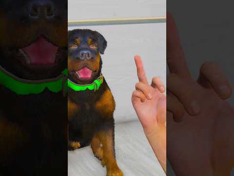 GTA V CHIMPANZEE STOLE FRANKLIN DOG BALL #shorts | Maheshwar Gamerz