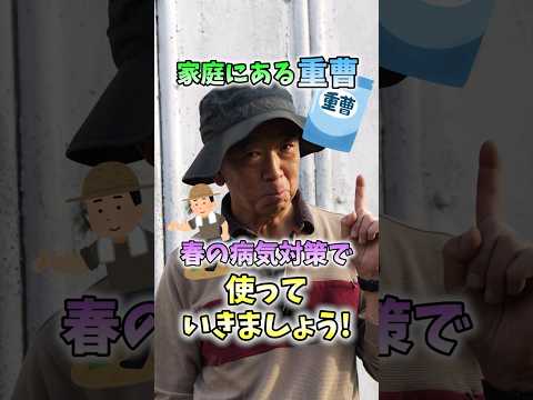 重曹を植物に使用する方法 混合物を作成する スプレー葉を使用してアブラムシ菌を殺す