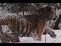 Siberian Tiger Kills A Roe Deer