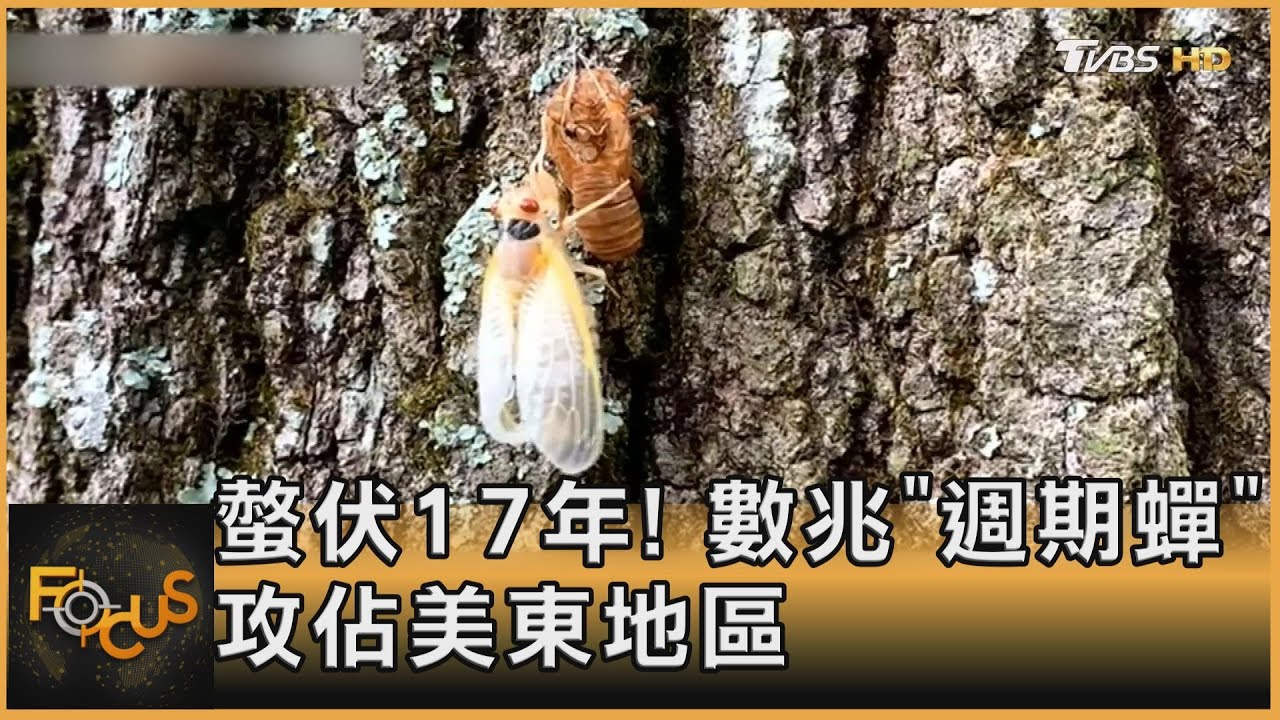 螫伏17年! 數兆「週期蟬」攻佔美東地區