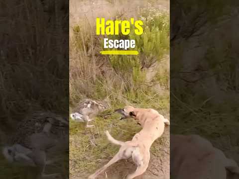 Hare’s escape #animals #animallife #wildlife #nature