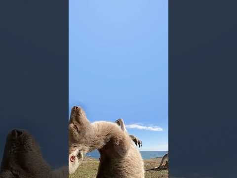 Kangaroos 🤣 #funny #foryou #animals