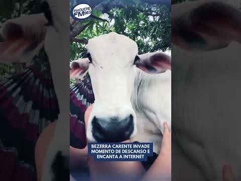 🐮 Bezerra carente invade momento de descanso e encanta a internet