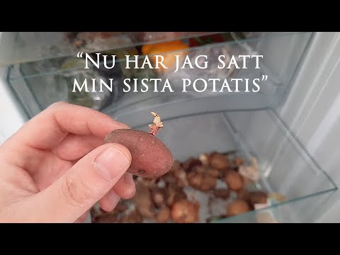 Odla potatis - Sätter tidigt i april, vid några plusgrader bara | Hållbart villaliv