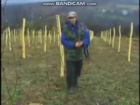 NIJE MALINJAK, NEGO KUPINJAK