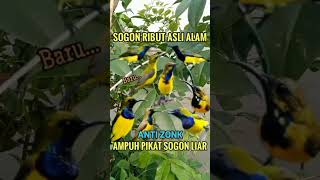 Download lagu Suara sogon ribut pikat ampuh#shorts #pikatburung #birds #suarapikat #sogonmania #suaraburung #sogon mp3