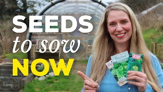 🌱 When to Start Planting Seeds for the Vegetable Garden