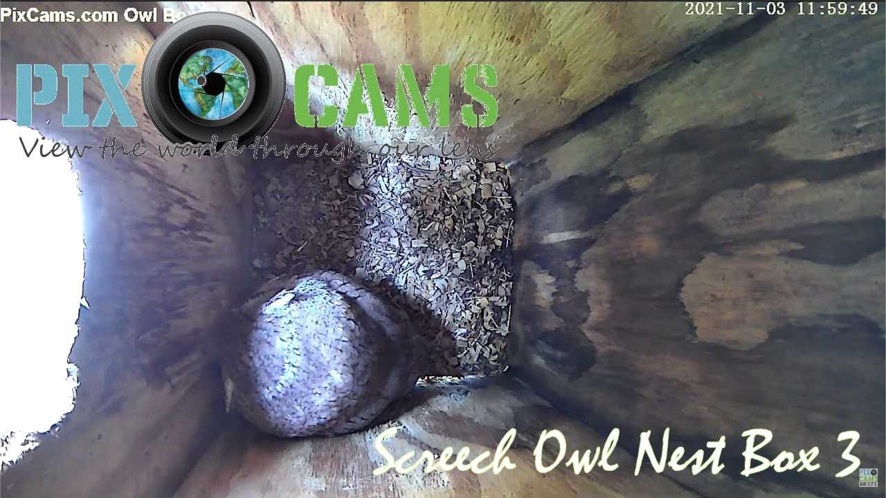Live webcam view of Owl Box 3 Interior Cam