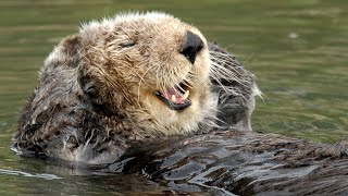 Live Sea Otter Cam Monterey Bay Aquarium