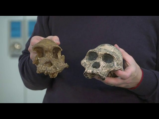 Video Pronunciation of Australopithecus in English