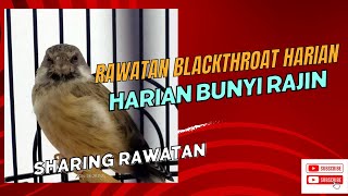 Download lagu RAWATAN BLACKTHROAT, RAJIN BUNYI, RAWATAN HARIAN BLACKTHROAT ENGGAK PAKE RIBET, SIMAK YAK !!! mp3 Download lagu RAWATAN BLACKTHROAT, RAJIN BUNYI, RAWATAN HARIAN BLACKTHROAT ENGGAK PAKE RIBET, SIMAK YAK !!! mp3