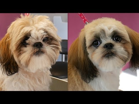 Grooming Guide - Shih Tzu Puppy Head Grooming #24