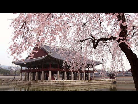 Relaxing Music #38: Traditional Korean Music, Meditation Music | Black Screen