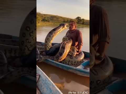 "SUCURI ENGOLE PESCADOR EM MINAS GERAIS"! 🐍