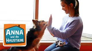 Schulhund Lunka im Einsatz | Information für Kinder | Anna und die Hau