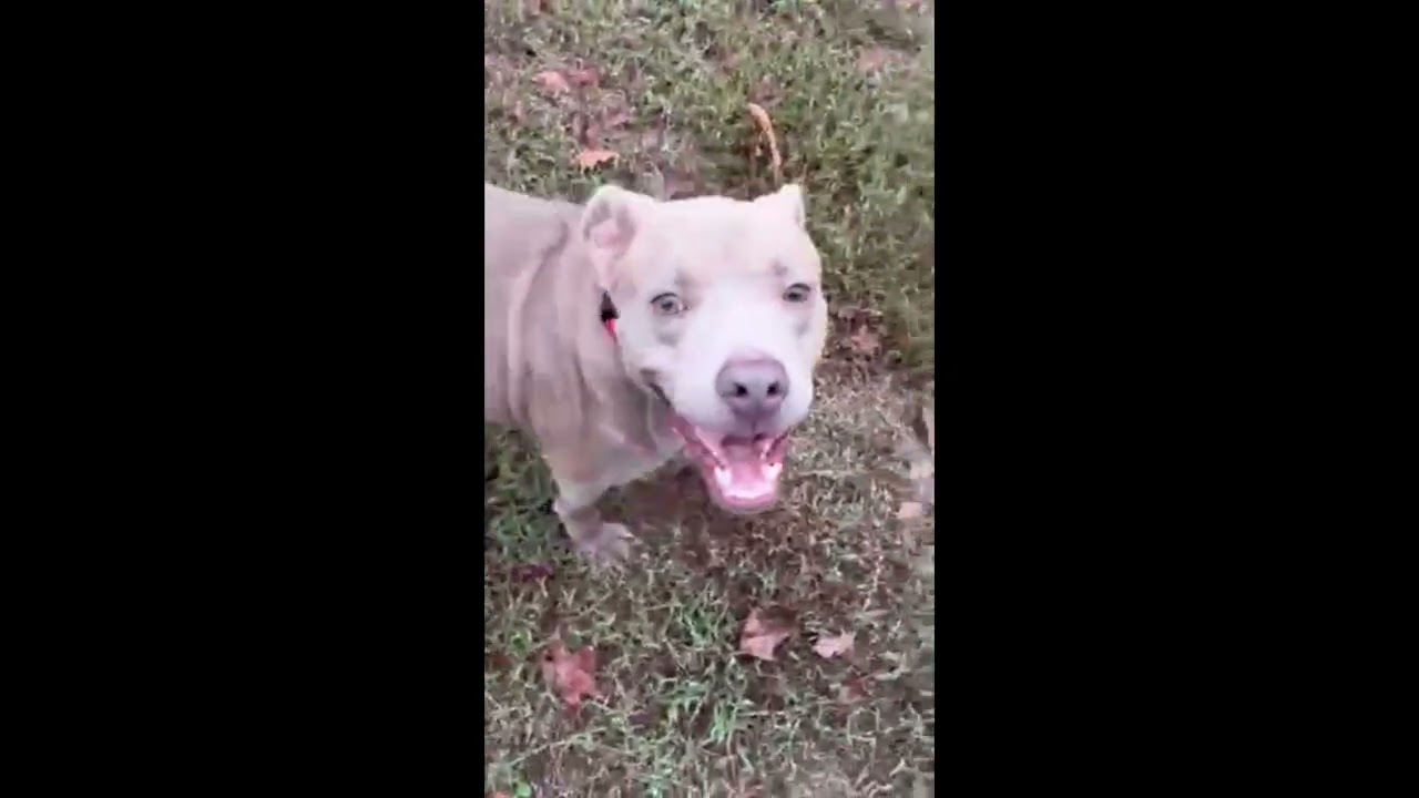 Enlarge Noah Young, a Adoptable mixed breed in Woburn, MA video 6/6