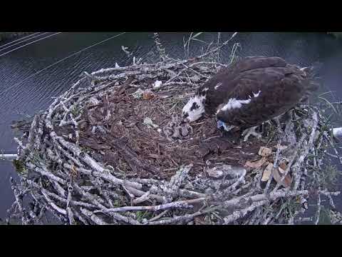 June 3, 2020 Feeding