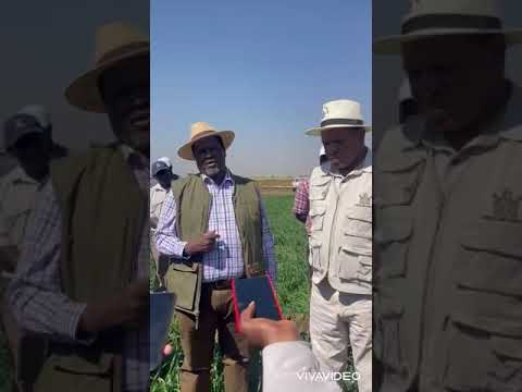 Integrated Crop & Livestock Model with SC 727 Maize and SC SELECT Wheat Stover