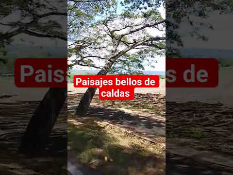 Viterbo caldas
