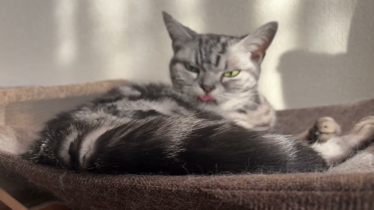 ペロペロ毛繕いが趣味な猫のクレアさん