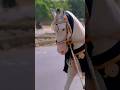 Nadeem Sarwar Noha Zuljanah New Short Video Zuljanah 14 Safar 2024