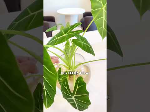 If you’ve been struggling with alocasia, pon is the magic answer #plantcare #alocasia