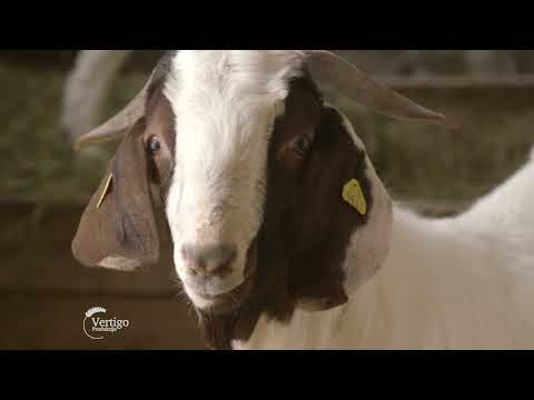 Uzgoj BURSKE koze u ZABLJU - U nasem ataru 1027