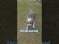 Grizzly was a stray in Walker County Georgia. he is available for adoption or Foster!