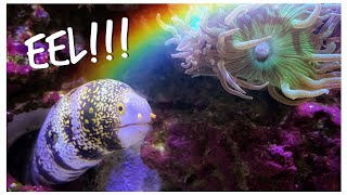 We Add a Snowflake Eel and Radiata Lionfish to Gordon’s Red Sea Reefer 250 - Predator Tank Update