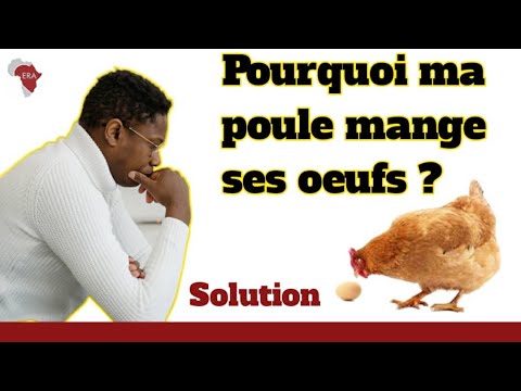 , title : 'Pourquoi ma poule mange ses œufs: 5 raisons'