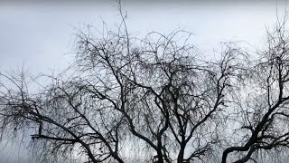 Cover art for New Computers