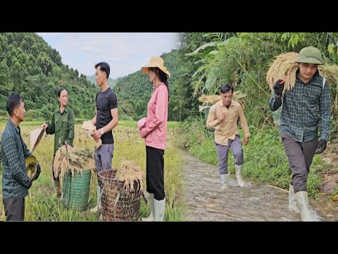 Doctor Bao came to help the police harvest rice while his wife was away for medical treatment