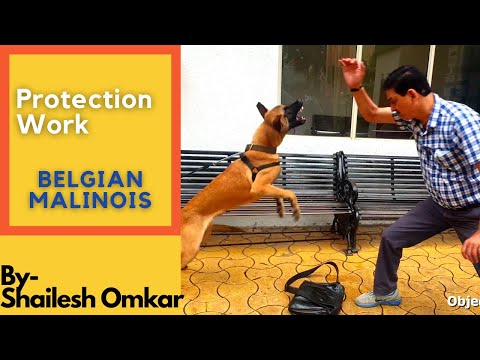 Protection work- Belgian Malinois