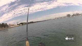 preview picture of video 'San Diego Fishing 2013: Fish On Crew tubing at Liberty Station & Spanish Landing on 07-25-2013.'