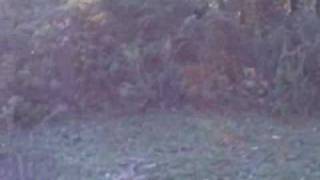 preview picture of video 'GROUNDHOG BOW KILL'