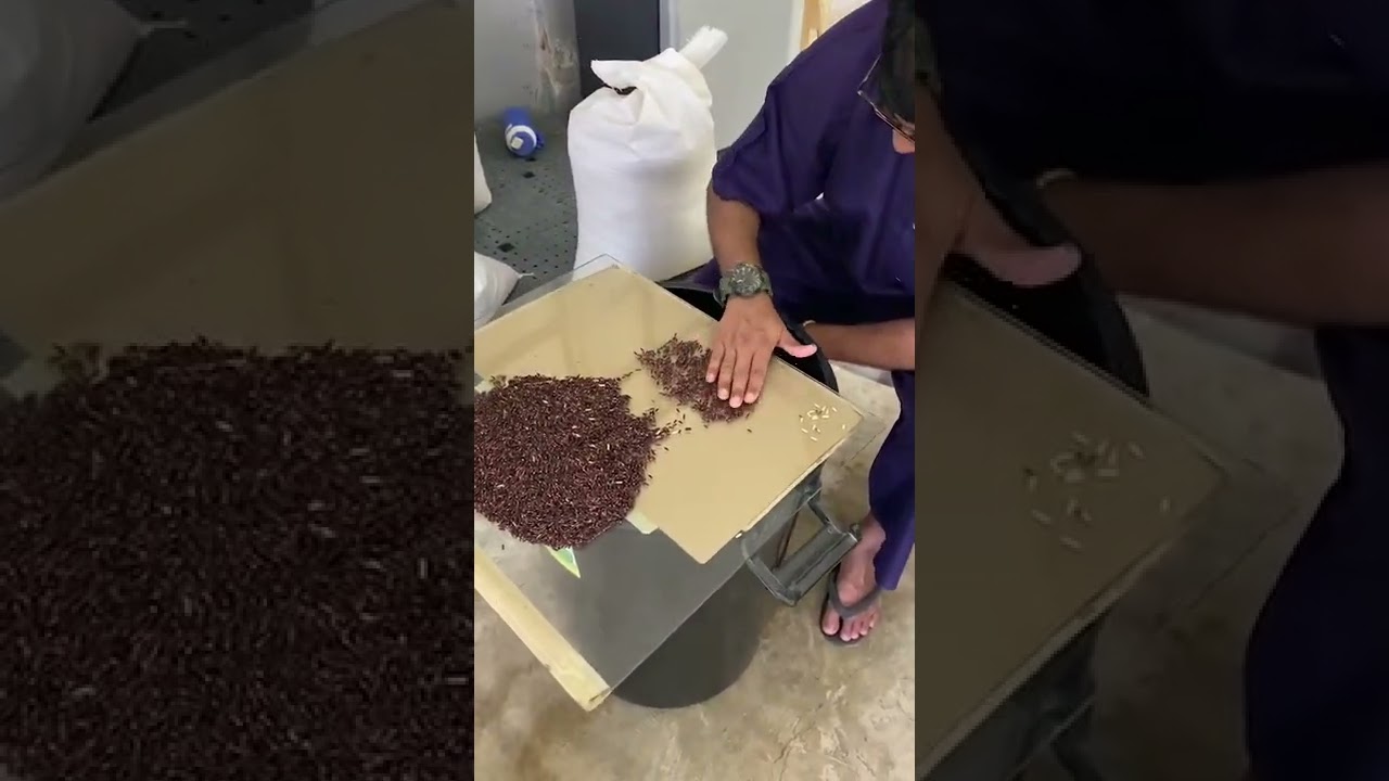 YouTube Short thumbnail