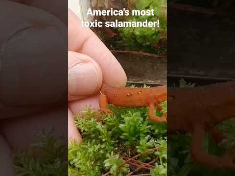Notophthalmus viridescens — červený eft na lesnej pôde