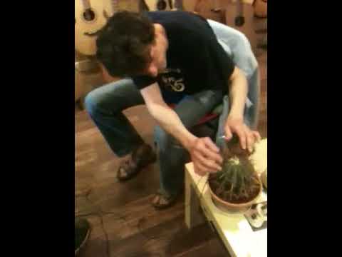 Amplify the sound of a cactus by a Schertler Basik pickup