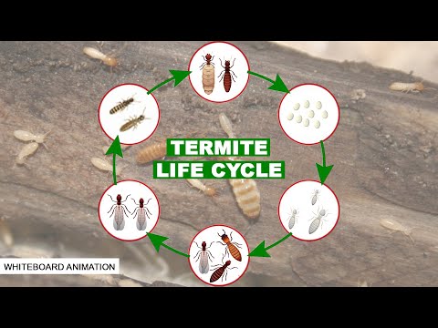 THE LIFE CYCLE OF THE TERMITE