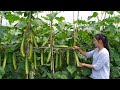 Incredeble Preserving Cucumbers For One Year With Stone