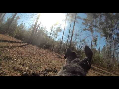 The Chase from Shamu's point of view ( Kerry Blue Terrier )