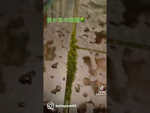 jardin-suspendu-pots-fleurs-mousse-ficelle-rouge