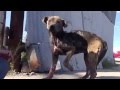 Трогательная история одного бездомного пса 