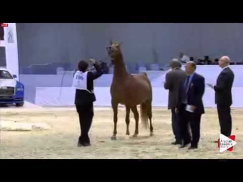 N.106 CLARISSIMA - Dubai 2016 - Mares 4-6 years old (Class 5)