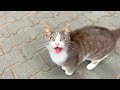 Cute Gray Cat Says Give Me Food With Its Unique Meow