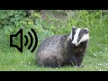 Badger sound ( European Badger (Meles Meles))