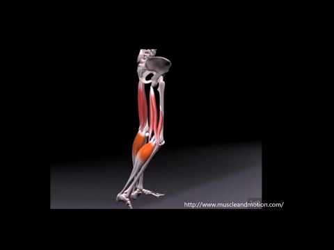 Anästhesieren Knöchels Arthrose Wo setzen Blutegeln bei zervikalen Osteochondrose