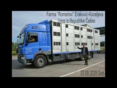 Romanovska ovca -Uvoz 2020 iz Republike Češke -Farma Romanov Eraković