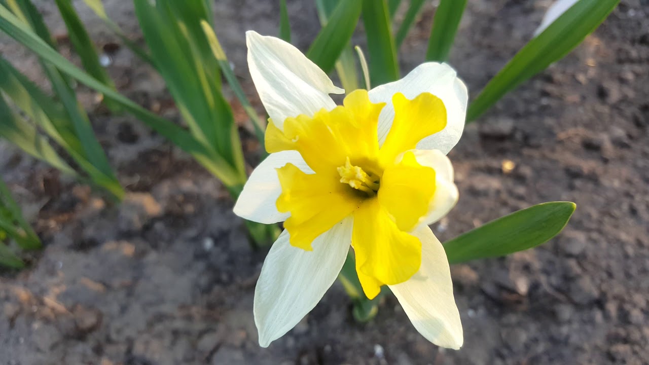 Нарцисс Кассата ( Narcissus Cassata ) .