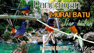 Download lagu Terapi MURAI BATU  Bongkar Isian | Suara air alam Buat Persiapan Kontes mp3